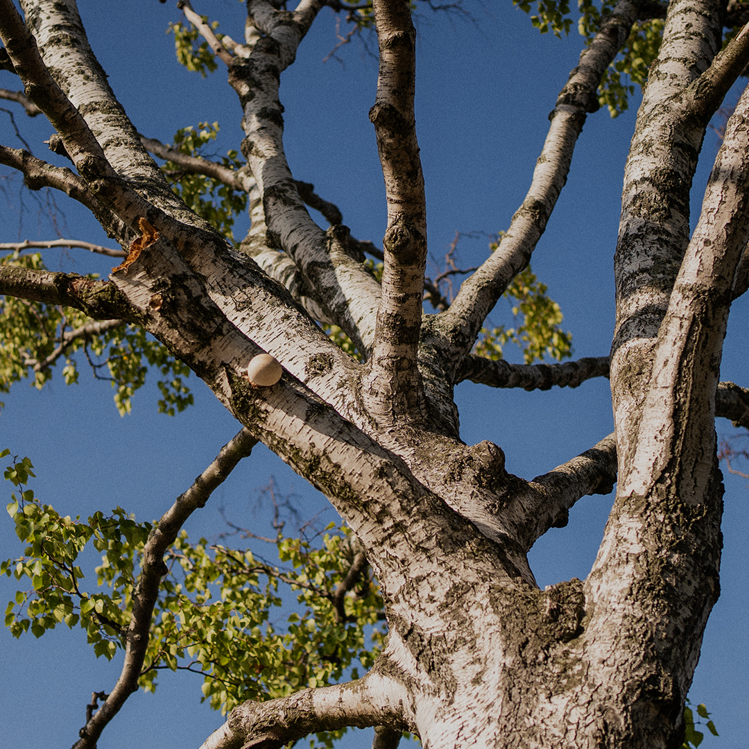 Tree branches.