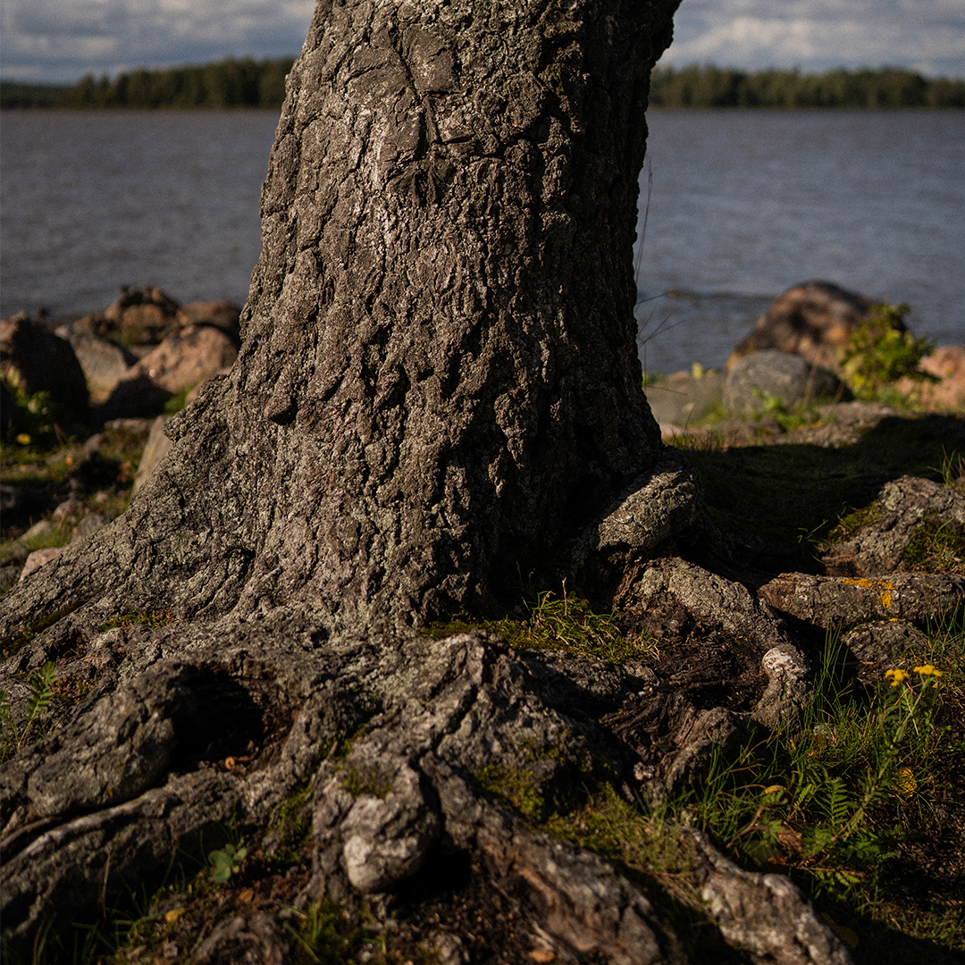 Trunk of tree.