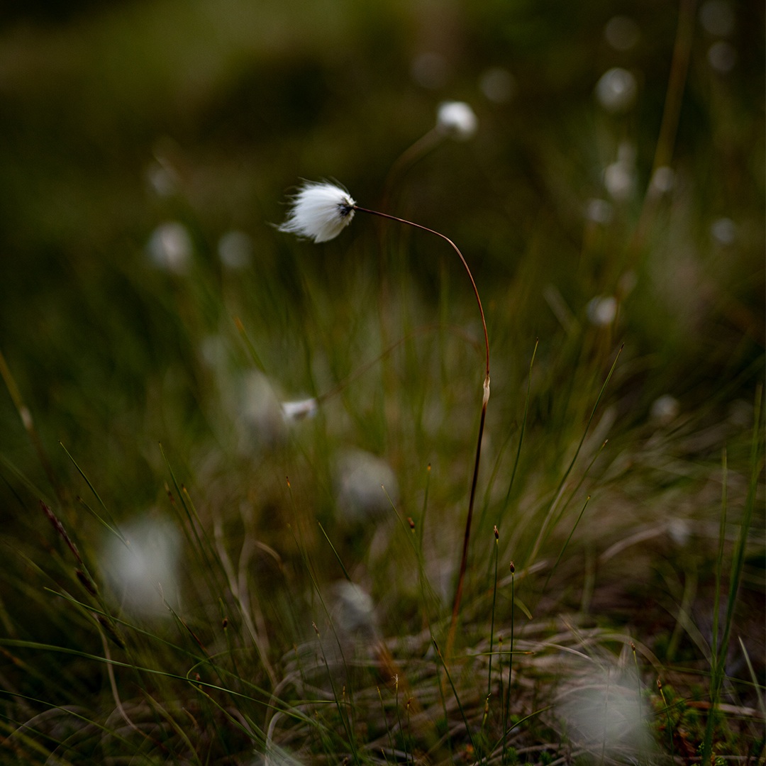 Cottongrass.