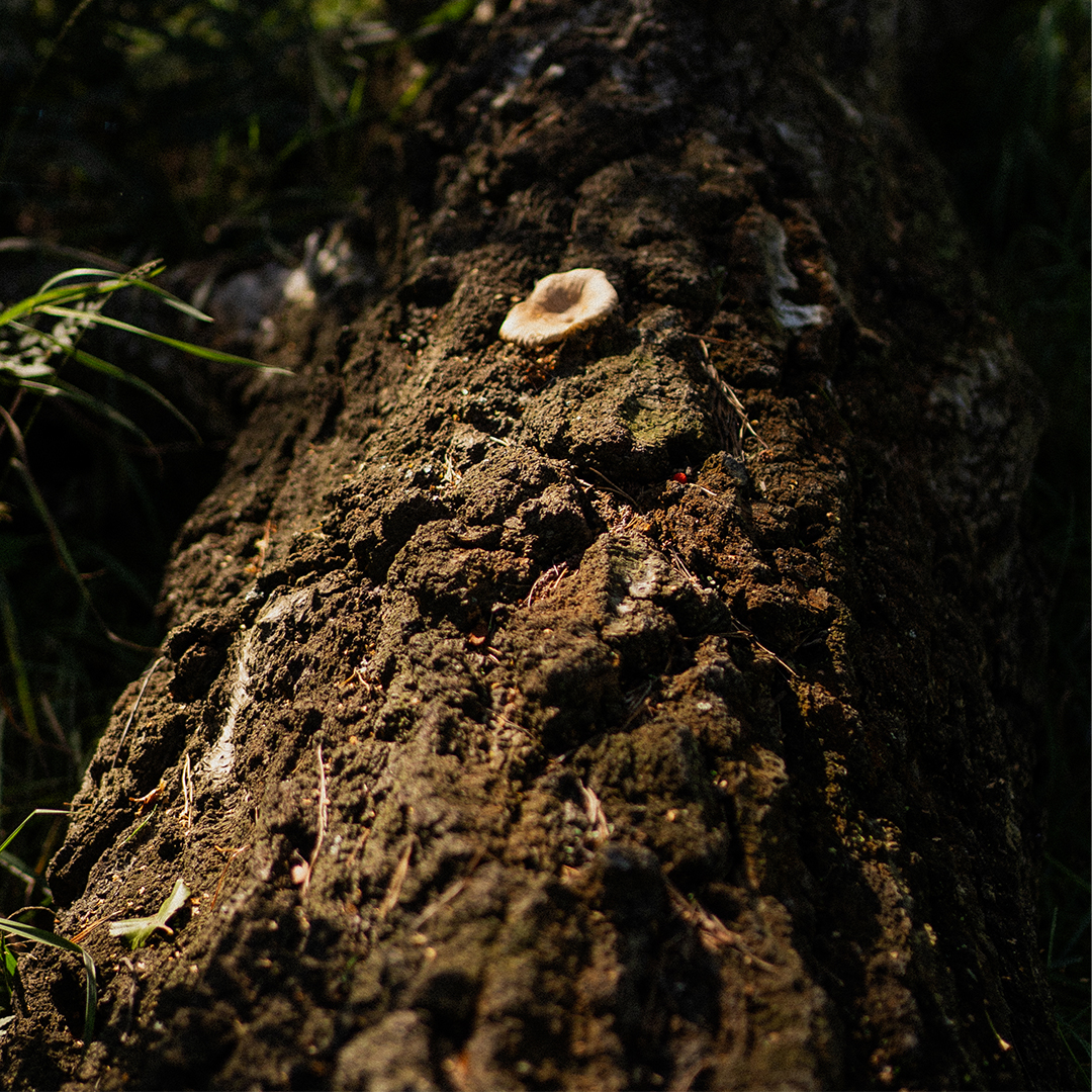 Trunk of tree.