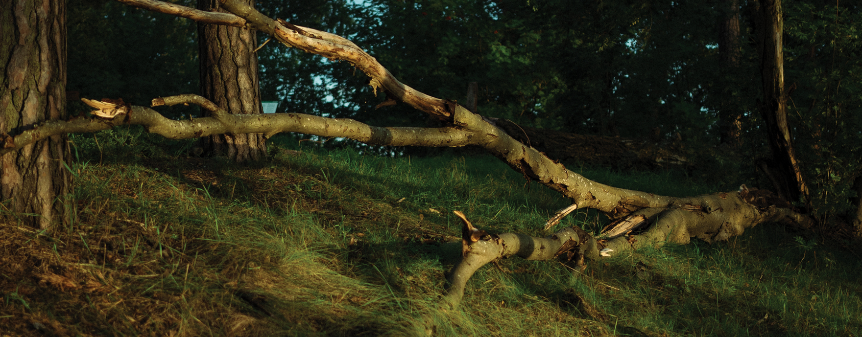 The woods.